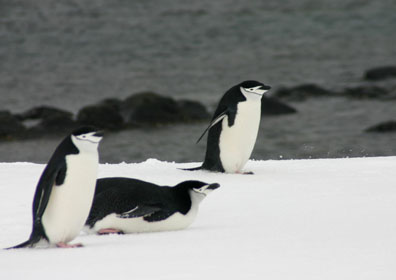 chinstrap6634.jpg