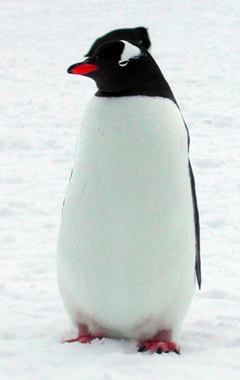 gentoo576web.jpg