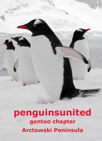 gentoochapterweb.jpg